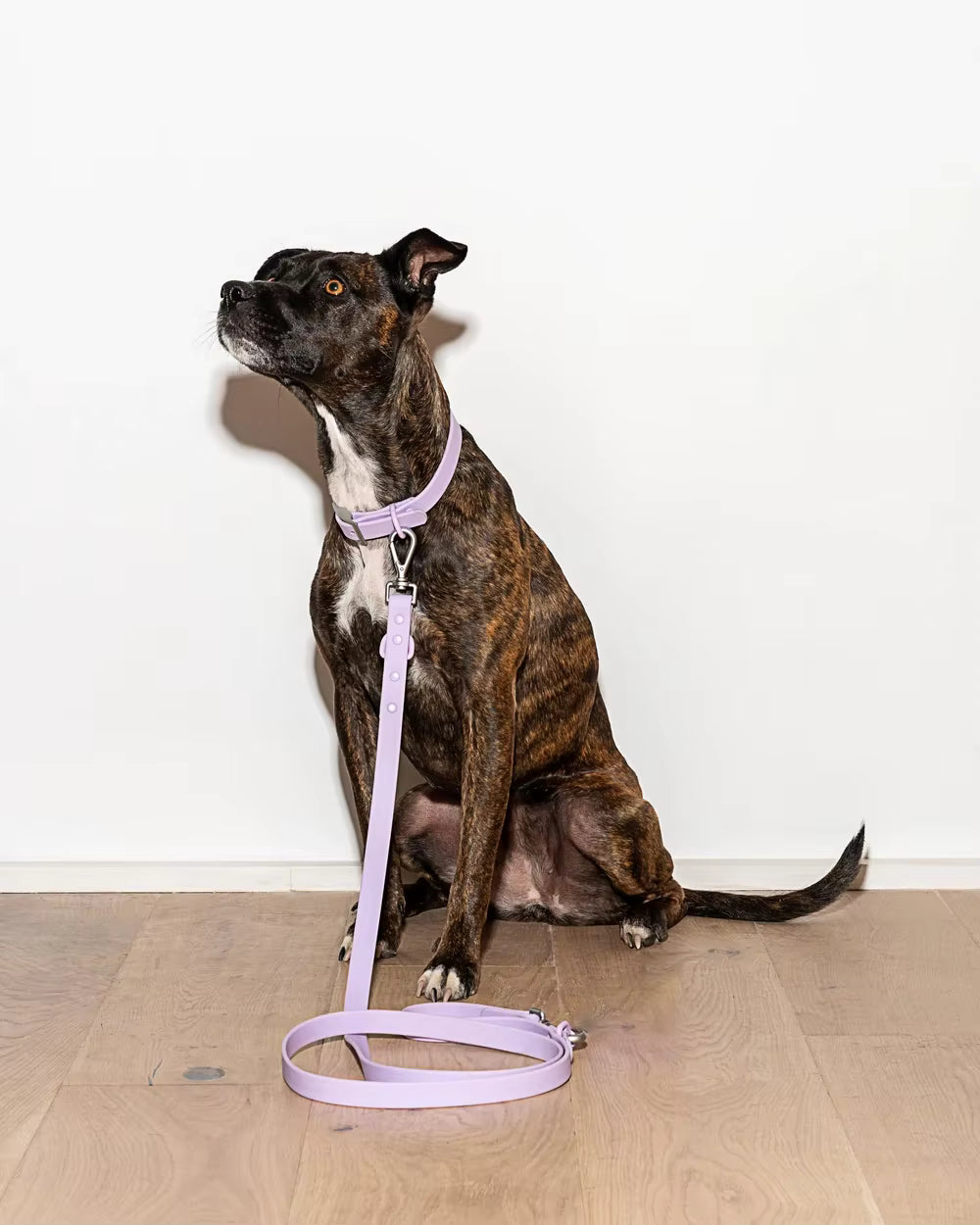 Waterproof Dog Collar