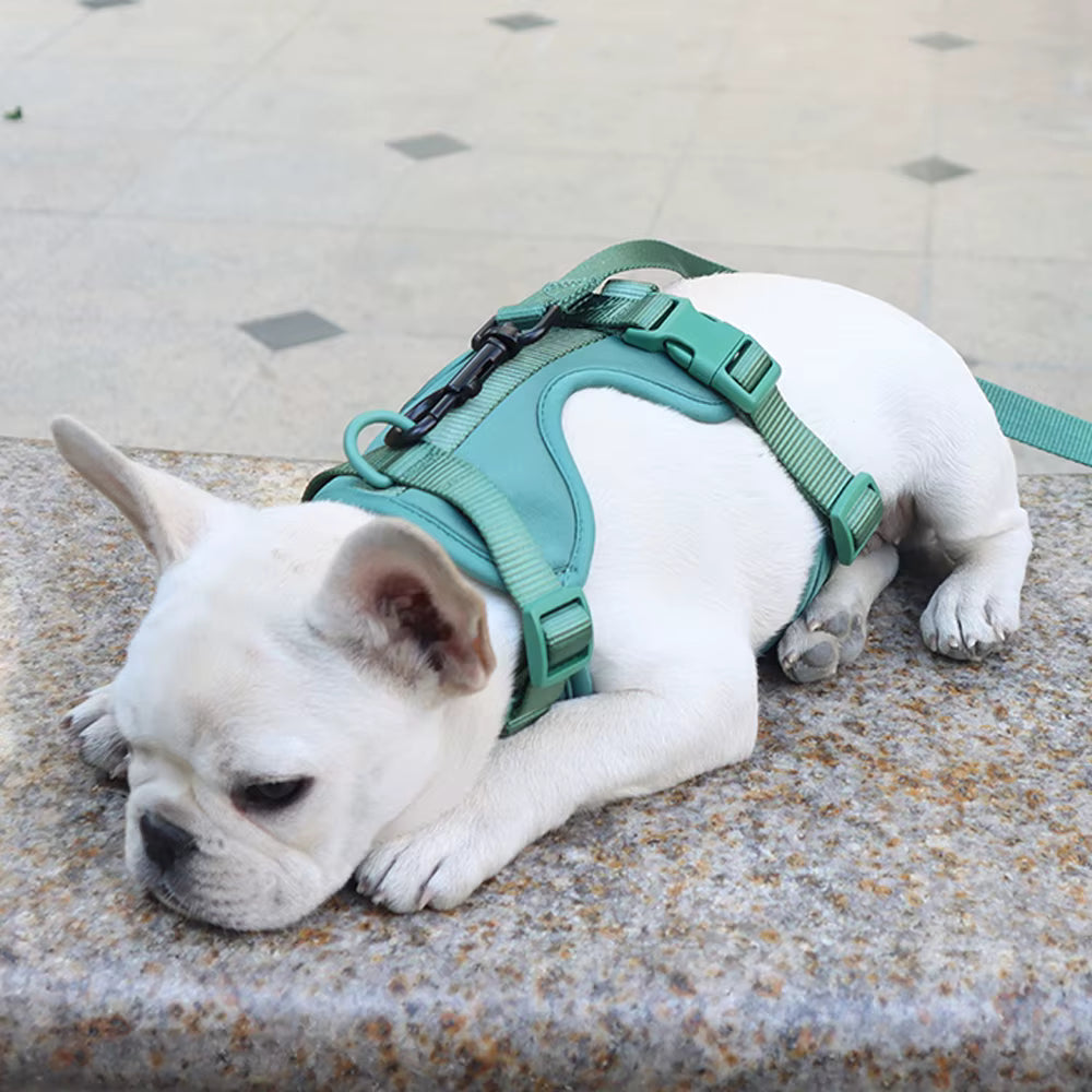 Cushioned Dog Harness